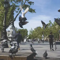 Gołębie latają nad placem, gdzie młodzi ludzie jeżdżą na deskorolkach. Scena przypomina paryskie popołudnie, jak z książki o przygodach **madeleine**.