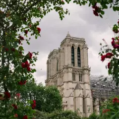 Katedra we Francji, Notre Dame, otoczona kwitnącymi różami. W tle widać rusztowania, świadczące o odbudowie.