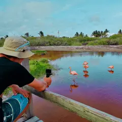 Wspaniała galapagos wycieczka! Turysta filmuje flamingi w różowej wodzie, otoczonej bujną zielenią i palmami.