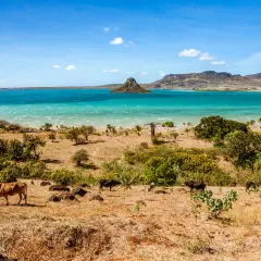Krajobraz Madagaskaru z krowami na pierwszym planie i turkusową wodą w tle. Idealny czas, by odwiedzić Madagaskar, to sucha pora roku.