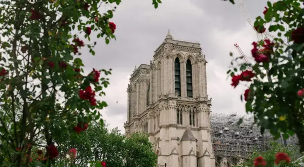 Katedra we Francji, Notre Dame, otoczona kwitnącymi różami. W tle widać rusztowania, świadczące o odbudowie.