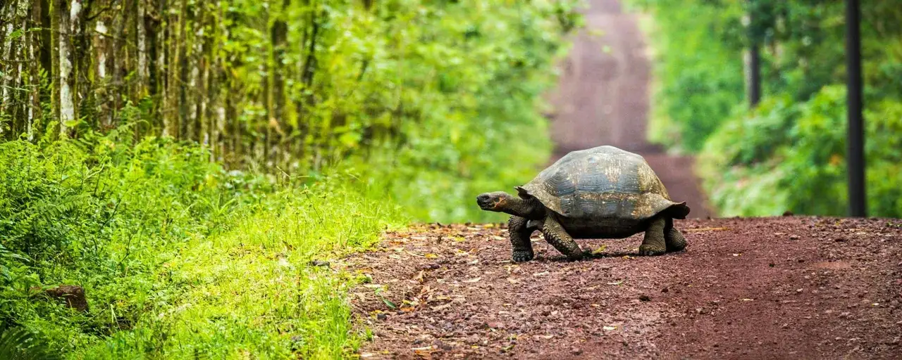 Galapagos wycieczka: olbrzymi żółw przemierza leśną ścieżkę, otoczony bujną zielenią.
