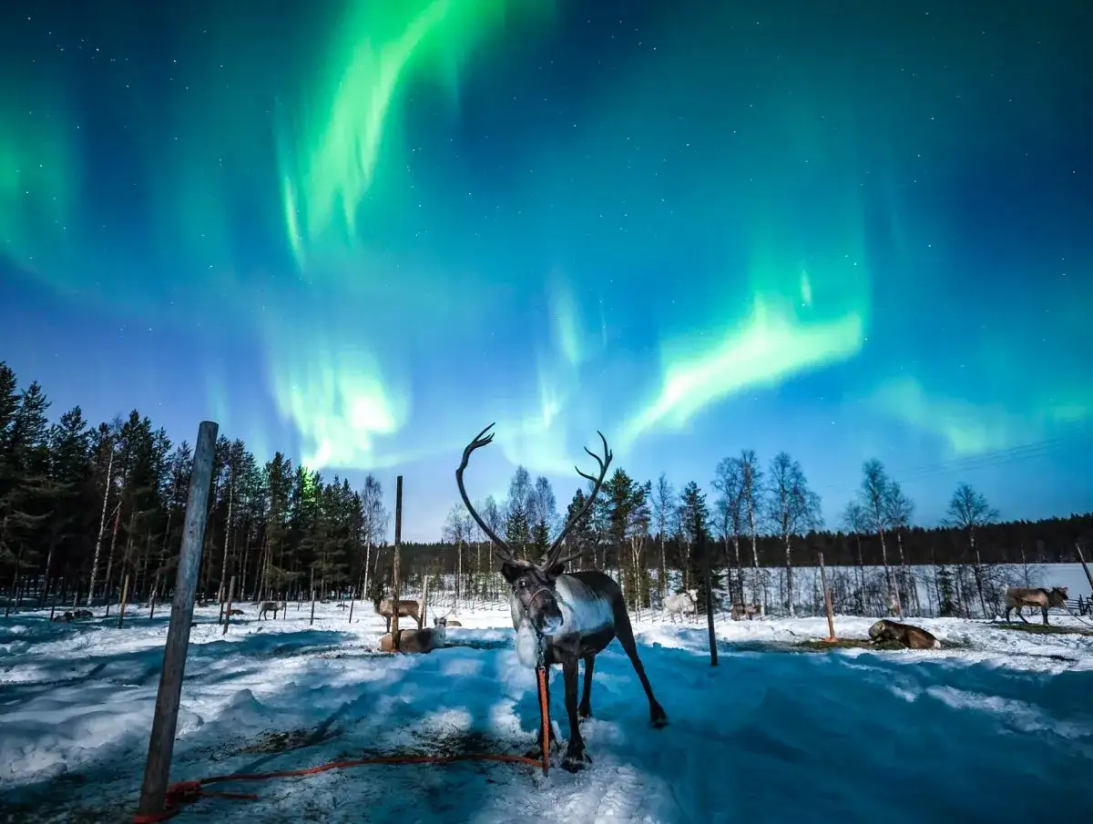 Niesamowita laponia wycieczka pod zorzą polarną. Renifery pasą się na śniegu, a niebo rozświetla zielona aurora.