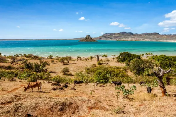 Krajobraz Madagaskaru z krowami na pierwszym planie i turkusową wodą w tle. Idealny czas, by odwiedzić Madagaskar, to sucha pora roku.